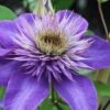 Multi Blue Clematis - 2 Gallon Pot -Plant Discount Store clematis multi blue 1