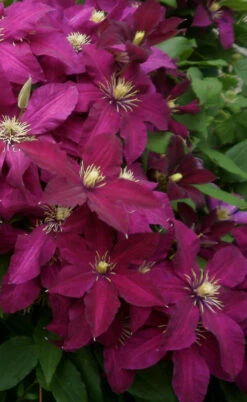 Niobe Clematis - 1 Gallon Pot 12 Niobe Clematis - 1 Gallon Pot -Plant Discount Store clematis niobe 2