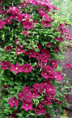 Niobe Clematis - 1 Gallon Pot 13 Niobe Clematis - 1 Gallon Pot -Plant Discount Store clematis niobe 5