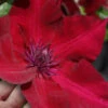 Nubia Clematis - 1 Gallon Pot 1 Nubia Clematis - 1 Gallon Pot -Plant Discount Store clematis nubia 7