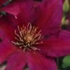 Picardy Clematis - 1 Gallon Pot 1 Picardy Clematis - 1 Gallon Pot -Plant Discount Store clematis picardy 7 1