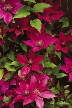 Picardy Clematis - 1 Gallon Pot 9 Picardy Clematis - 1 Gallon Pot -Plant Discount Store clematis picardy 9 1