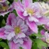 Piilu Clematis (Little Duckling) - 1 Gallon Pot 2 Piilu Clematis (Little Duckling) - 1 Gallon Pot -Plant Discount Store clematis piilu 4