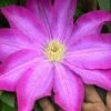 Pink Champagne Clematis - 1 Gallon Pot -Plant Discount Store clematis pink champagne 10 1