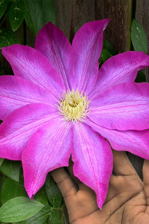 Pink Champagne Clematis - 1 Gallon Pot 3 Pink Champagne Clematis - 1 Gallon Pot