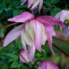 Pink Flamingo Clematis - 1 Gallon Pot