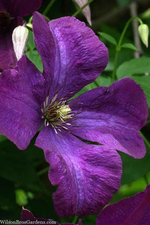 Polish Spirit Clematis - 1 Gallon Pot 10 Polish Spirit Clematis - 1 Gallon Pot - Image 8