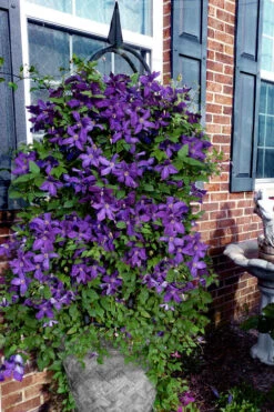 Polish Spirit Clematis - 1 Gallon Pot 15 Polish Spirit Clematis - 1 Gallon Pot -Plant Discount Store clematis polish spirit 10