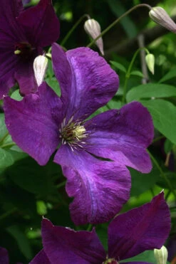 Polish Spirit Clematis - 1 Gallon Pot 19 Polish Spirit Clematis - 1 Gallon Pot -Plant Discount Store clematis polish spirit 2