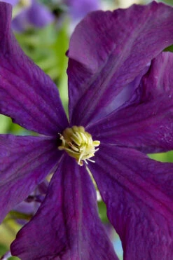 Polish Spirit Clematis - 1 Gallon Pot 17 Polish Spirit Clematis - 1 Gallon Pot -Plant Discount Store clematis polish spirit 5