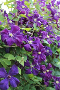 Polish Spirit Clematis - 1 Gallon Pot 16 Polish Spirit Clematis - 1 Gallon Pot -Plant Discount Store clematis polish spirit 6
