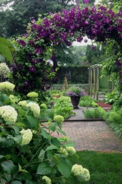 Polish Spirit Clematis - 1 Gallon Pot 14 Polish Spirit Clematis - 1 Gallon Pot -Plant Discount Store clematis polish spirit 7