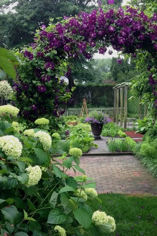 Polish Spirit Clematis - 1 Gallon Pot 6 Polish Spirit Clematis - 1 Gallon Pot - Image 4