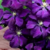 Polish Spirit Clematis - 1 Gallon Pot 1 Polish Spirit Clematis - 1 Gallon Pot -Plant Discount Store clematis polish spirit 9