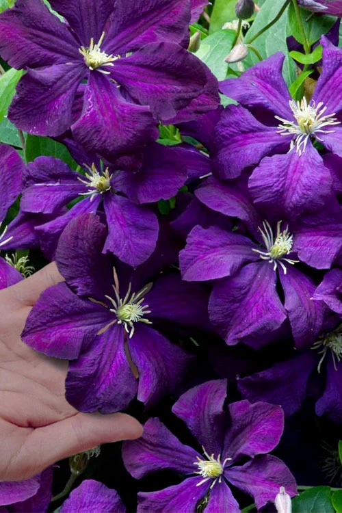 Polish Spirit Clematis - 1 Gallon Pot 3 Polish Spirit Clematis - 1 Gallon Pot
