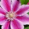 Poseidon Clematis - 1 Gallon Pot 2 Poseidon Clematis - 1 Gallon Pot -Plant Discount Store clematis poseidon 8