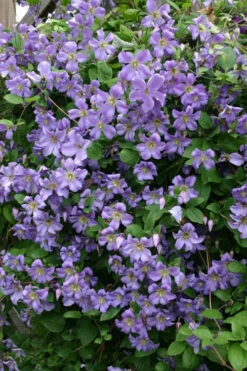 Prince Charles Clematis - 1 Gallon Pot -Plant Discount Store clematis prince charles 1