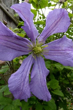 Prince Charles Clematis - 1 Gallon Pot -Plant Discount Store clematis prince charles 4