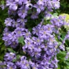 Prince Charles Clematis - 1 Gallon Pot