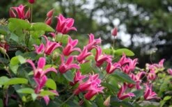 Princess Diana Clematis - 1 Gallon Pot 17 Princess Diana Clematis - 1 Gallon Pot -Plant Discount Store clematis princess diana 1