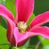 Princess Diana Clematis - 1 Gallon Pot 1 Princess Diana Clematis - 1 Gallon Pot -Plant Discount Store clematis princess diana 2