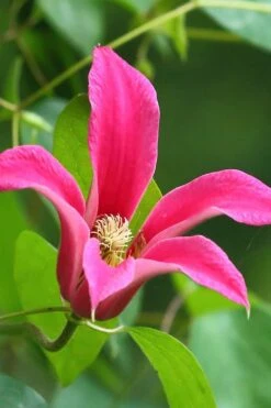 Princess Diana Clematis - 1 Gallon Pot 16 Princess Diana Clematis - 1 Gallon Pot -Plant Discount Store clematis princess diana 3