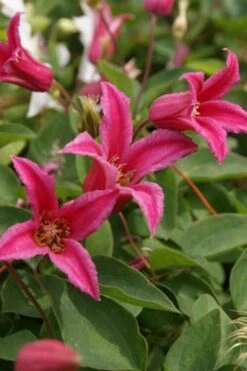 Princess Diana Clematis - 1 Gallon Pot 15 Princess Diana Clematis - 1 Gallon Pot -Plant Discount Store clematis princess diana 4