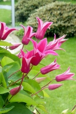 Princess Diana Clematis - 1 Gallon Pot 13 Princess Diana Clematis - 1 Gallon Pot -Plant Discount Store clematis princess diana 5