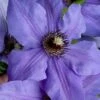 Ramona Clematis - 1 Gallon Pot 2 Ramona Clematis - 1 Gallon Pot -Plant Discount Store clematis ramona 19