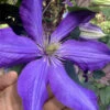 Rhapsody Clematis - 1 Gallon Pot 1 Rhapsody Clematis - 1 Gallon Pot -Plant Discount Store clematis rhapsody 8