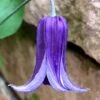 Roguchi Clematis - 1 Gallon Pot 2 Roguchi Clematis - 1 Gallon Pot -Plant Discount Store clematis roguchi 16