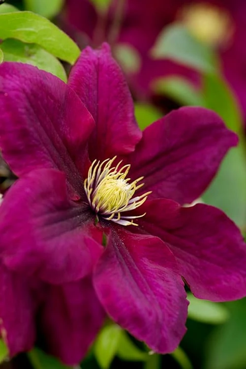 Rosemoor Clematis - 1 Gallon Pot 3 Rosemoor Clematis - 1 Gallon Pot