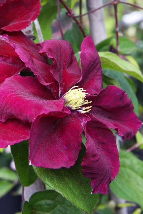 Rosemoor Clematis - 1 Gallon Pot 6 Rosemoor Clematis - 1 Gallon Pot - Image 4