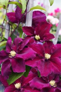 Rosemoor Clematis - 1 Gallon Pot 11 Rosemoor Clematis - 1 Gallon Pot -Plant Discount Store clematis rosemoor 6
