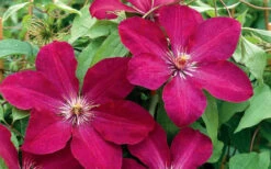 Rouge Cardinal Clematis - 1 Gallon Pot 11 Rouge Cardinal Clematis - 1 Gallon Pot -Plant Discount Store clematis rouge cardinal 2 1