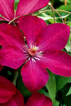 Rouge Cardinal Clematis - 1 Gallon Pot 10 Rouge Cardinal Clematis - 1 Gallon Pot -Plant Discount Store clematis rouge cardinal 3 1