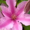 Sally Clematis - 1 Gallon Pot 2 Sally Clematis - 1 Gallon Pot -Plant Discount Store clematis sally 21