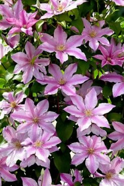Sally Clematis - 1 Gallon Pot 12 Sally Clematis - 1 Gallon Pot -Plant Discount Store clematis sally 22