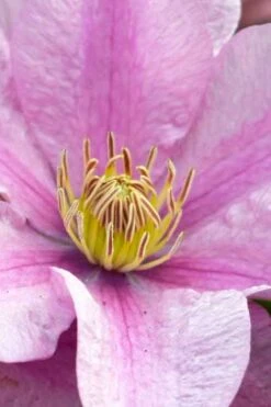 Sally Clematis - 1 Gallon Pot 13 Sally Clematis - 1 Gallon Pot -Plant Discount Store clematis sally 23