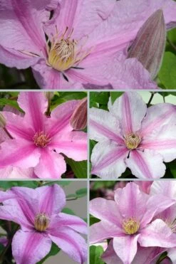 Sally Clematis - 1 Gallon Pot 11 Sally Clematis - 1 Gallon Pot -Plant Discount Store clematis sally 24