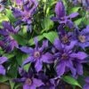 Sapphire Indigo Clematis - 3 Gallon Pot 2 Sapphire Indigo Clematis - 3 Gallon Pot -Plant Discount Store clematis sapphire indigo 4