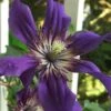 Sapphire Indigo Clematis - 1 Gallon Pot 1 Sapphire Indigo Clematis - 1 Gallon Pot -Plant Discount Store clematis sapphire indigo 9 1