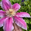 Sugar Candy Clematis - 1 Gallon Pot