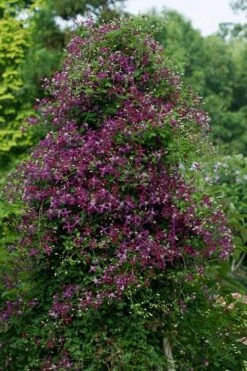 Sweet Summer Love Clematis - 1 Gallon Pot 13 Sweet Summer Love Clematis - 1 Gallon Pot -Plant Discount Store clematis sweet summer love 4 1