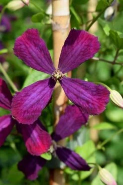 Sweet Summer Love Clematis - 1 Gallon Pot 15 Sweet Summer Love Clematis - 1 Gallon Pot -Plant Discount Store clematis sweet summer love 7 1