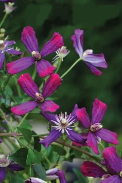 Sweet Summer Love Clematis - 1 Gallon Pot 12 Sweet Summer Love Clematis - 1 Gallon Pot -Plant Discount Store clematis sweet summer love 8 1