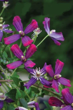 Sweet Summer Love Clematis - 1 Gallon Pot 12 Sweet Summer Love Clematis - 1 Gallon Pot -Plant Discount Store clematis sweet summer love 8