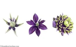 Taiga Clematis - 3 Gallon Pot 17 Taiga Clematis - 3 Gallon Pot -Plant Discount Store clematis taiga 24