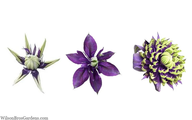 Taiga Clematis - 3 Gallon Pot 10 Taiga Clematis - 3 Gallon Pot - Image 8