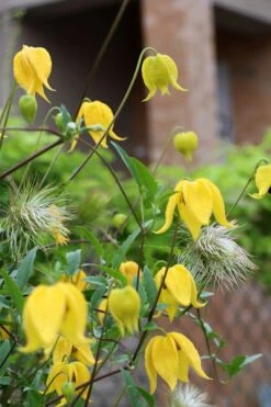 Tangutica Yellow Clematis - 1 Gallon Pot 19 Tangutica Yellow Clematis - 1 Gallon Pot -Plant Discount Store clematis tangutica 1